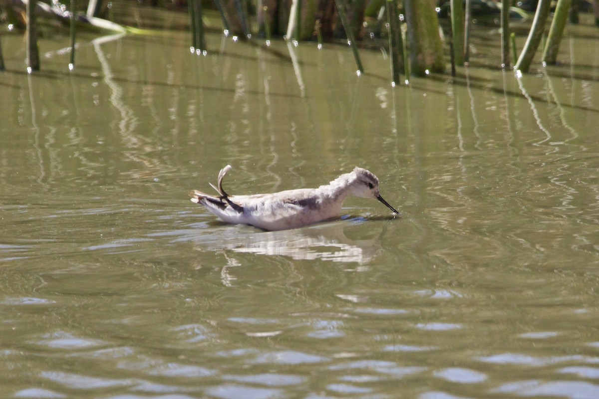 Wilson's Phalarope - ML614349995