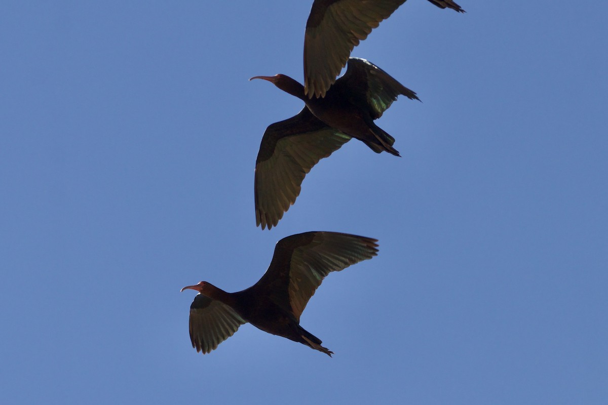 ibis andský - ML614350047