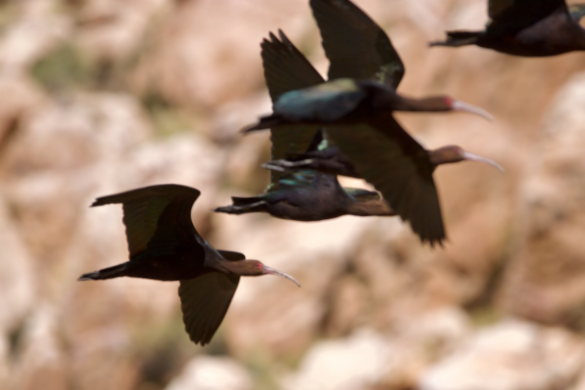 ibis andský - ML614350048