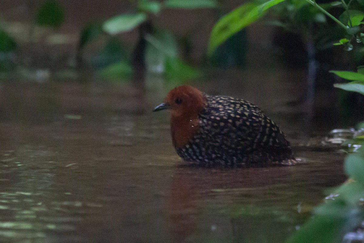 Buff-spotted Flufftail - ML614350139