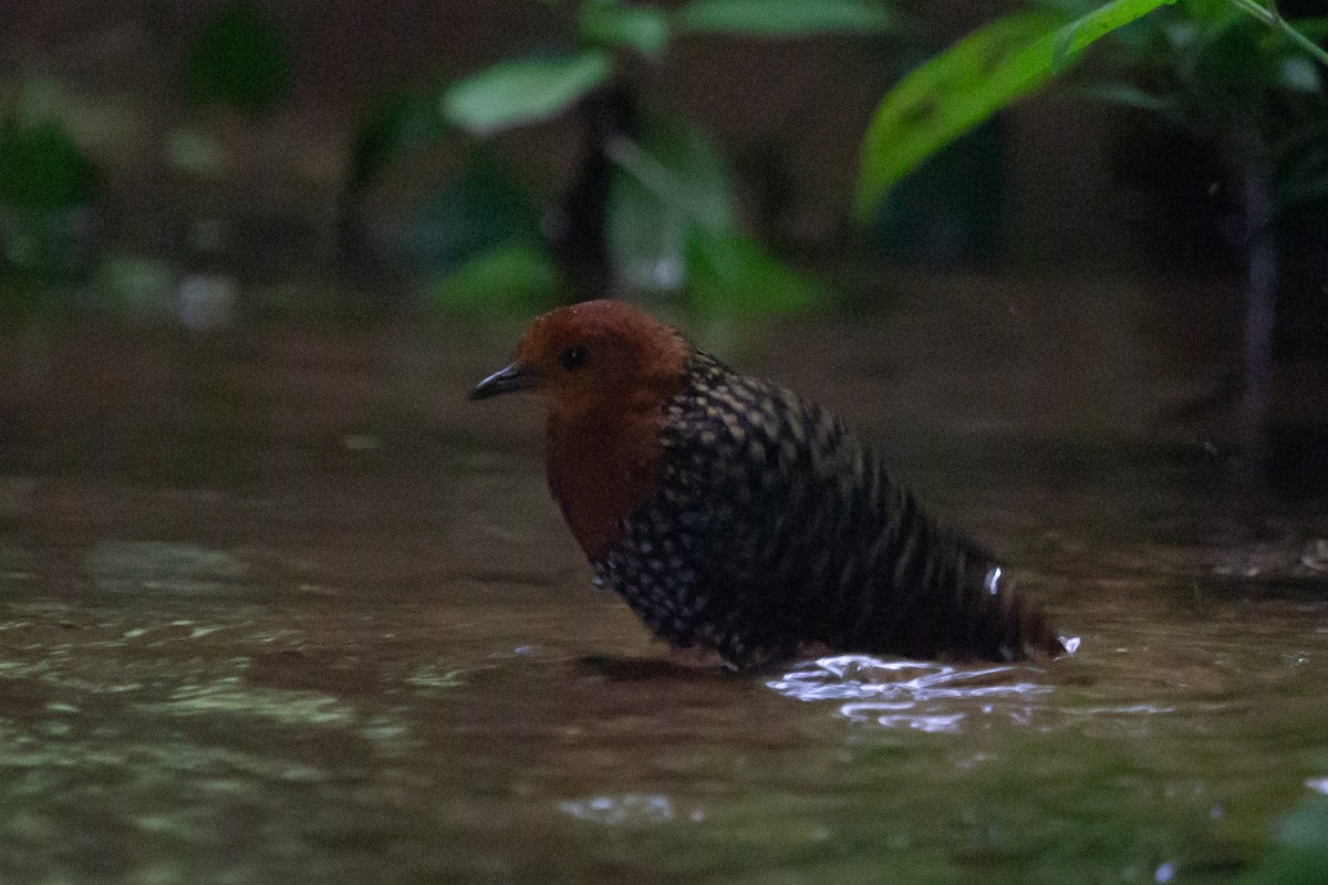 Buff-spotted Flufftail - ML614350140