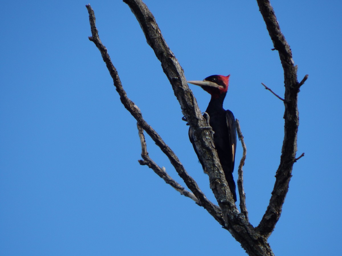 Cream-backed Woodpecker - ML614350147