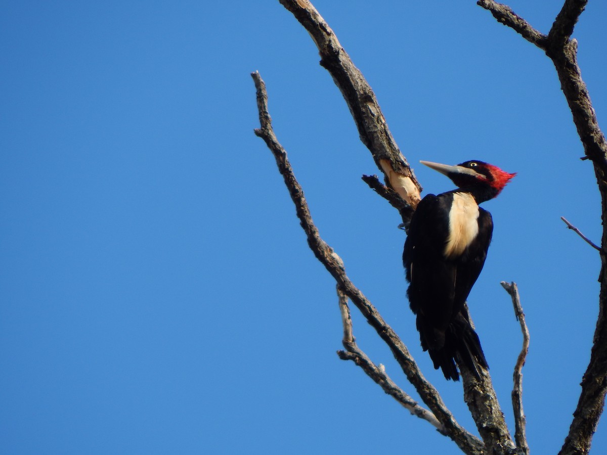 Cream-backed Woodpecker - ML614350149