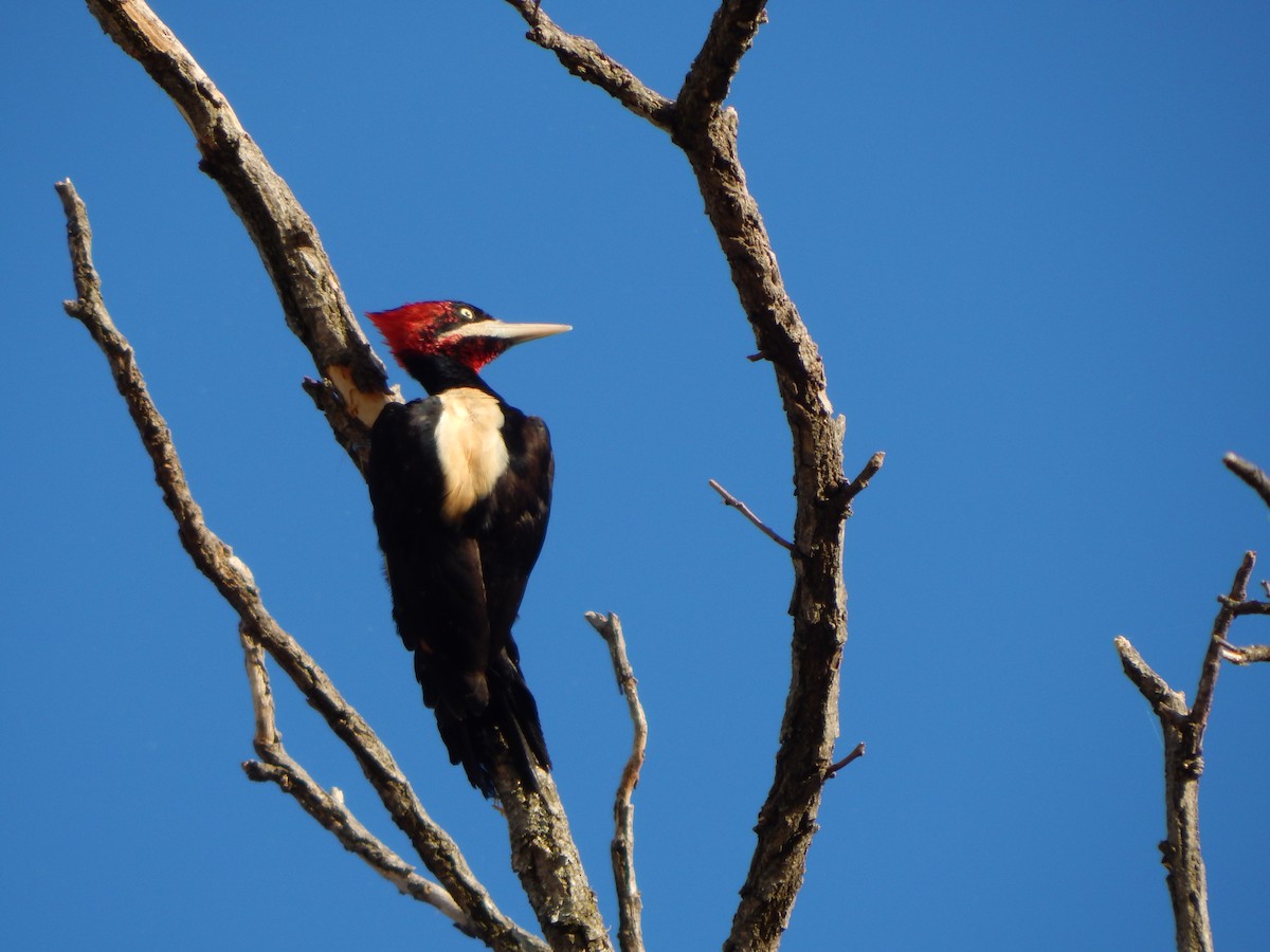 Cream-backed Woodpecker - ML614350150