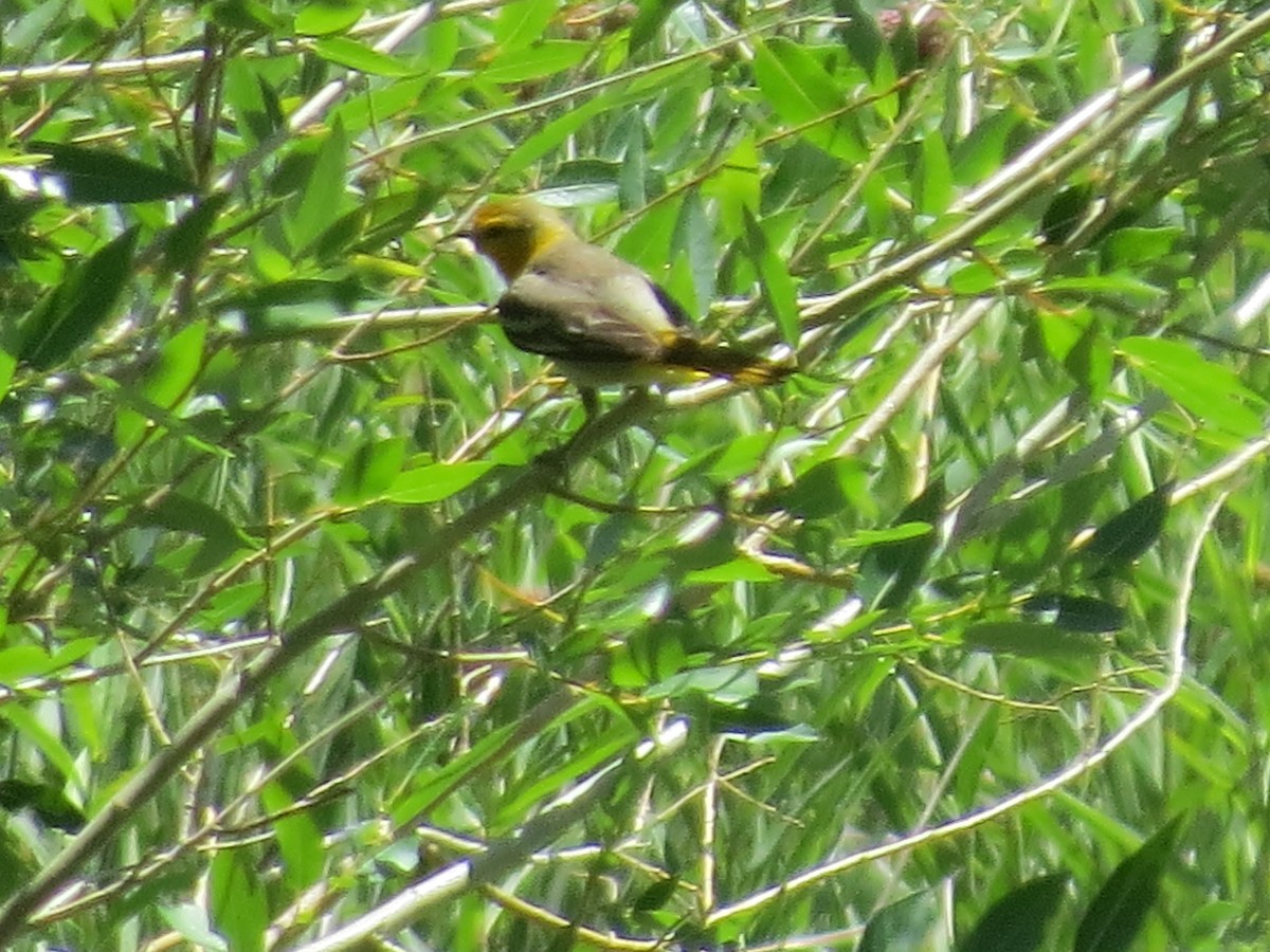 Oriole de Bullock - ML614350167