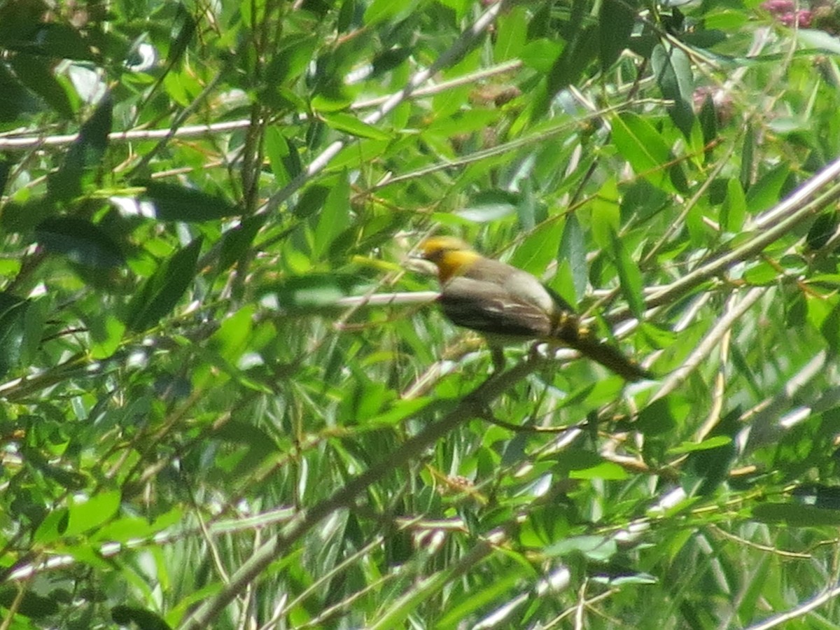 Bullock's Oriole - ML614350186