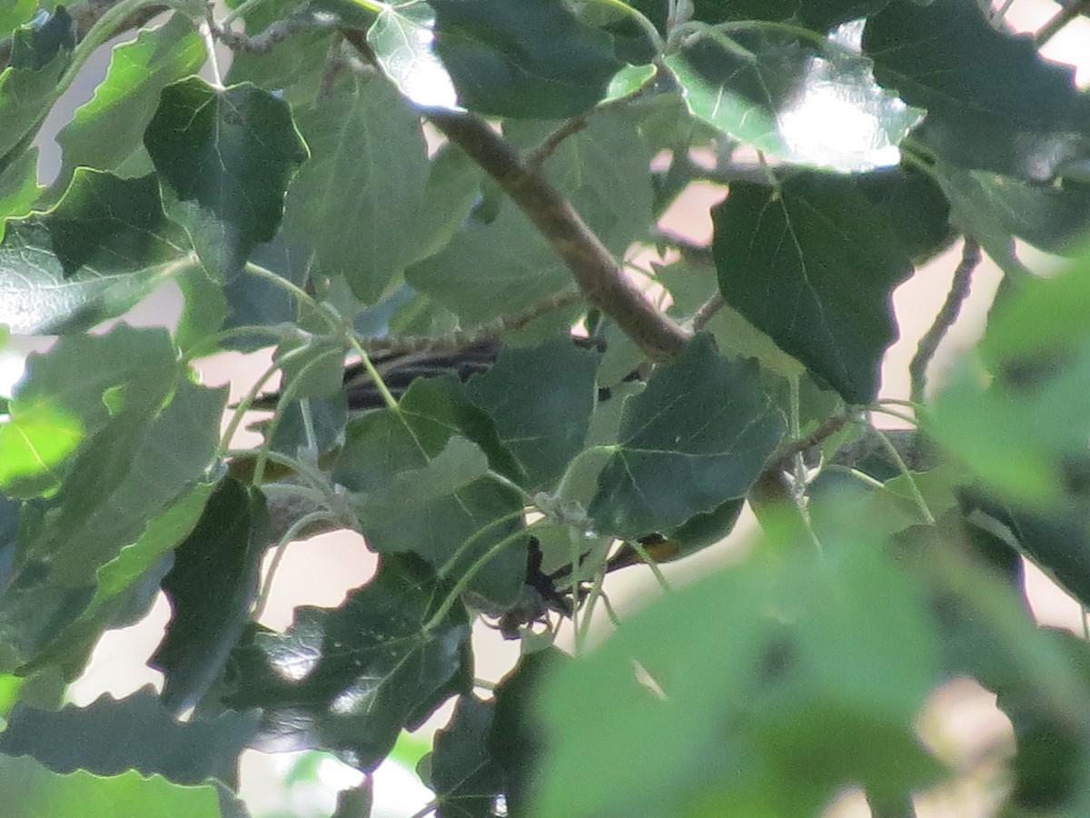 Bullock's Oriole - ML614350227