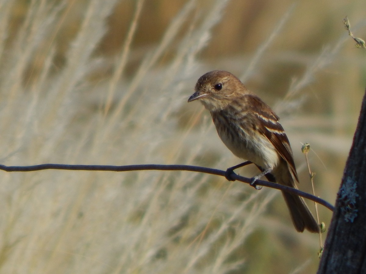 Bran-colored Flycatcher - ML614350229