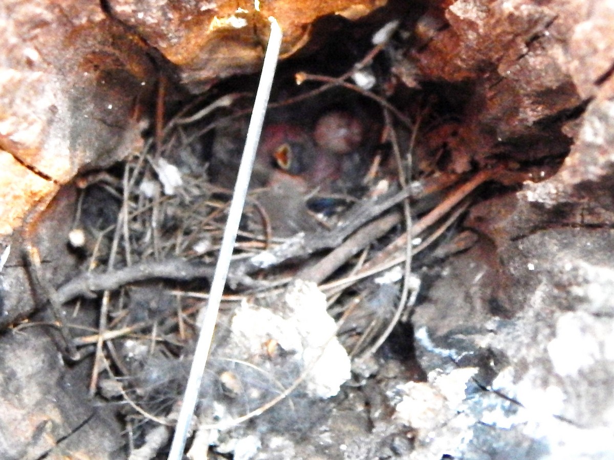 Southern House Wren - ML614350254