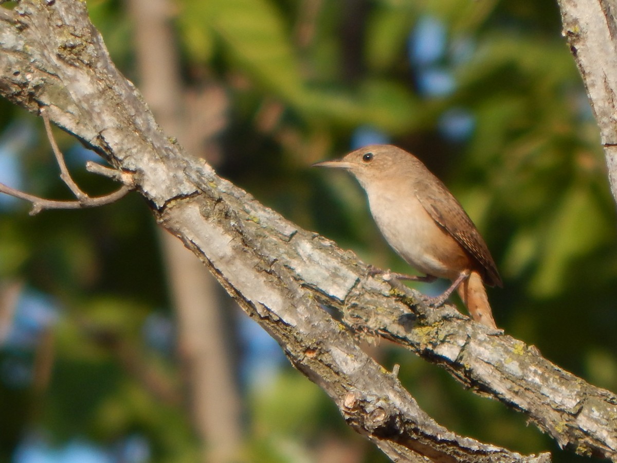 Southern House Wren - ML614350255