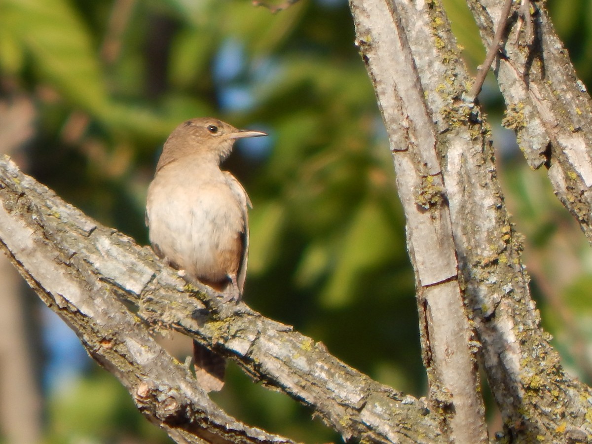 Southern House Wren - ML614350256