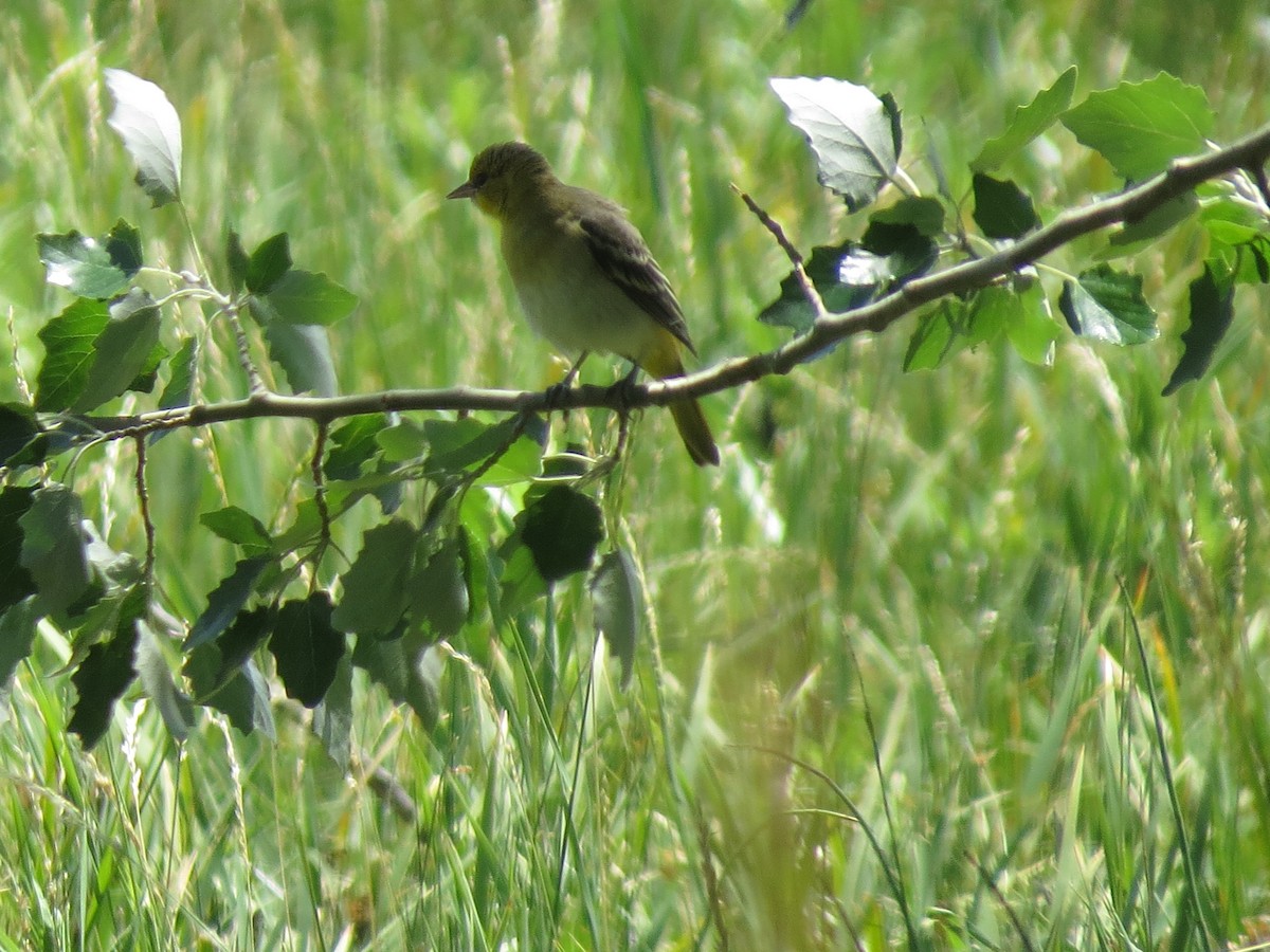 Oriole de Bullock - ML614350279