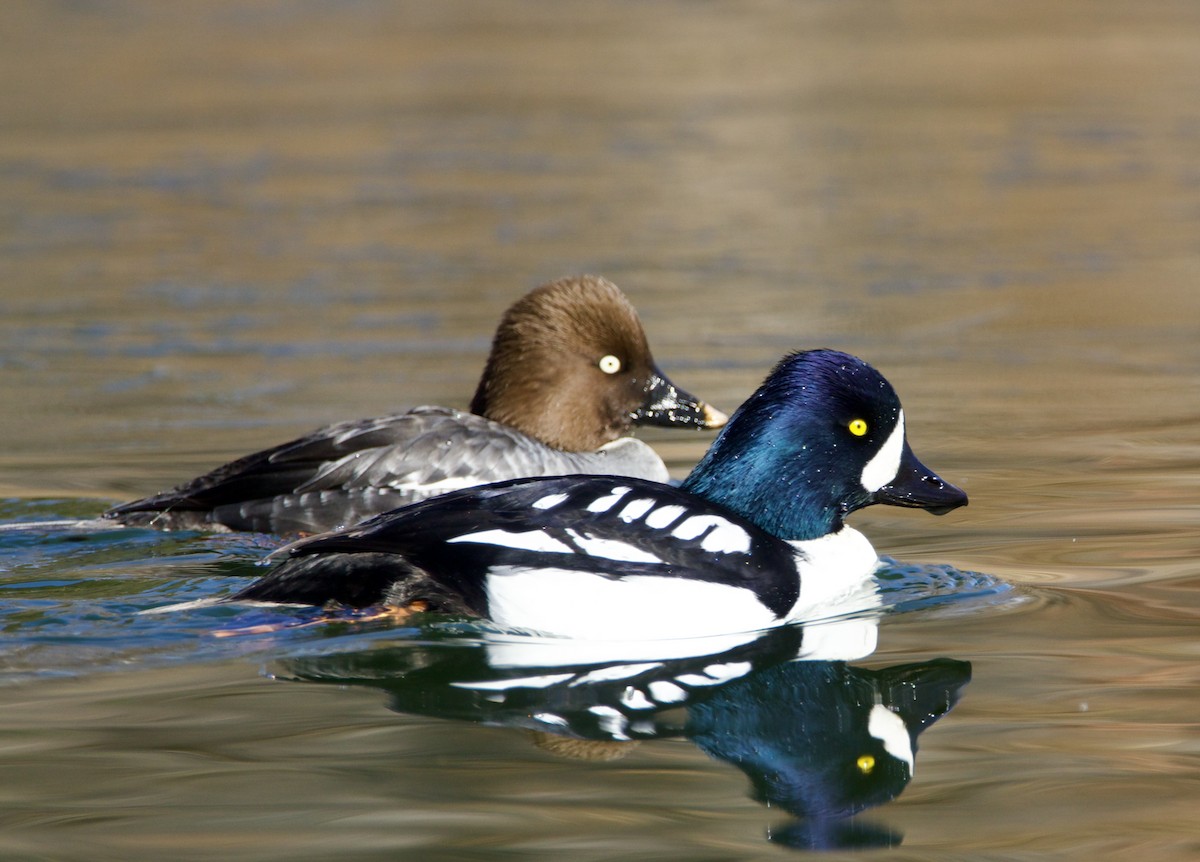 Barrow's Goldeneye - ML614350292