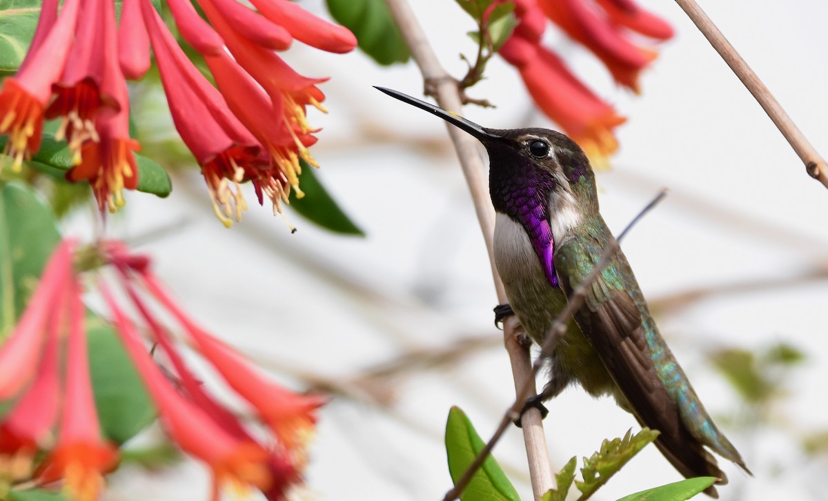 Costa's Hummingbird - ML614350297