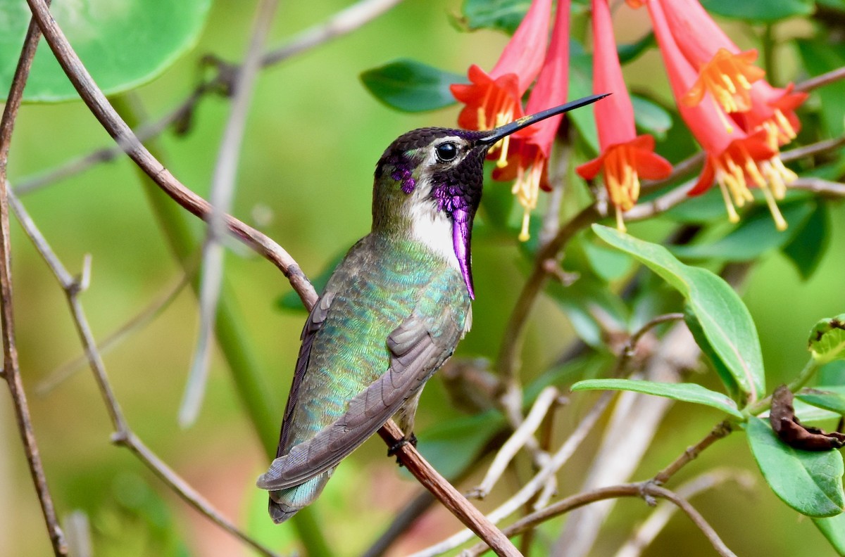 Costa's Hummingbird - ML614350298