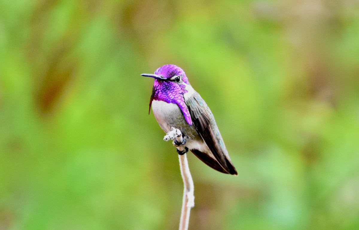 Costa's Hummingbird - ML614350299
