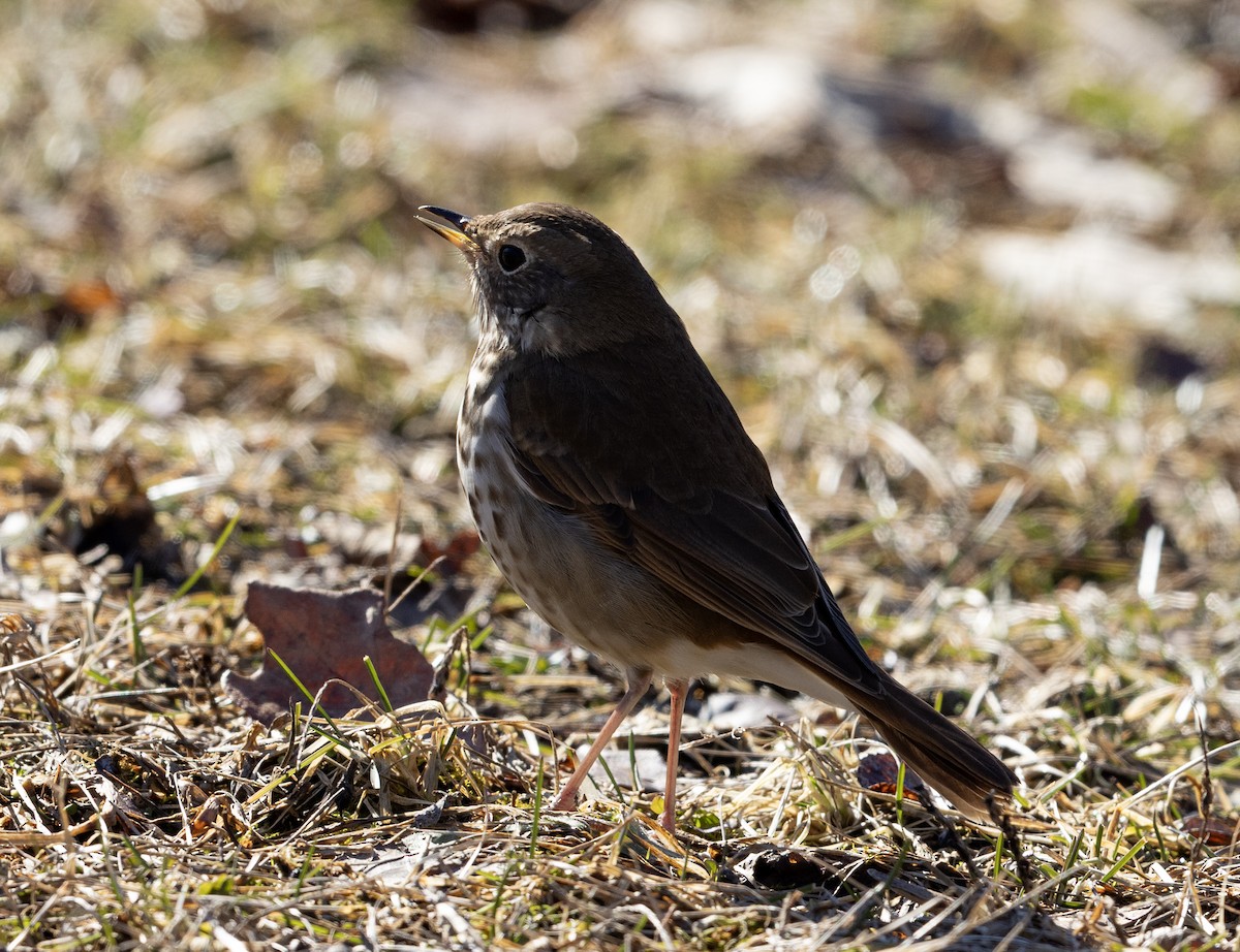 Hermit Thrush - ML614350320