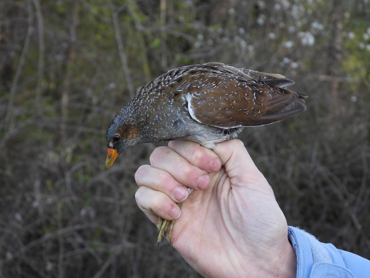 Spotted Crake - ML614350383