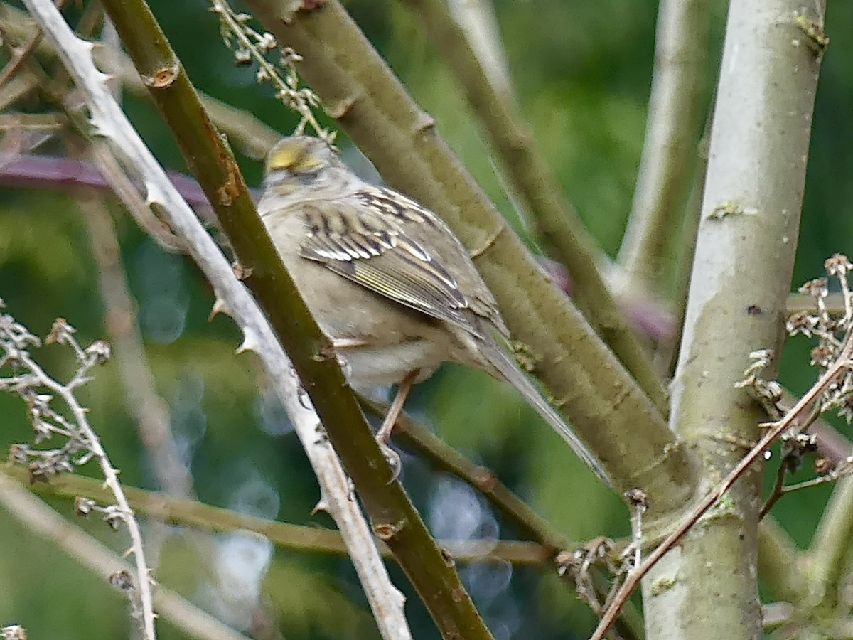 Golden-crowned Sparrow - ML614350386