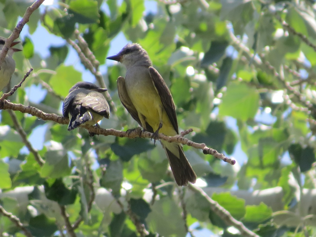 Western Kingbird - ML614350387