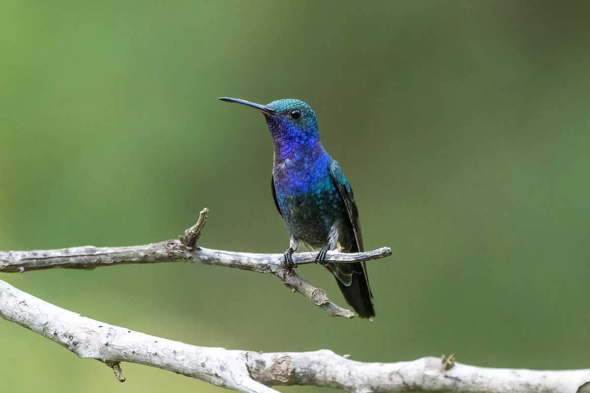 Sapphire-throated Hummingbird - Linnet Tse