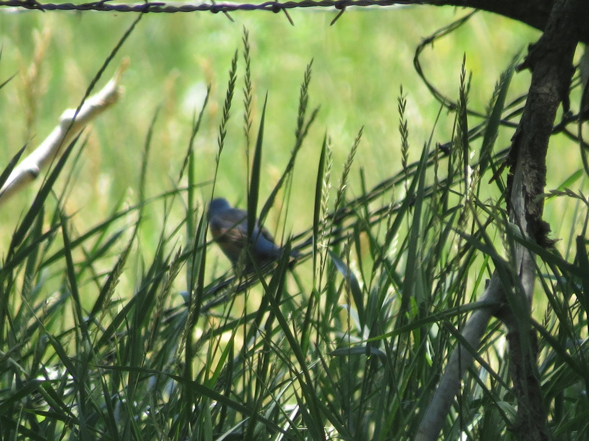 Blue Grosbeak - ML614350469