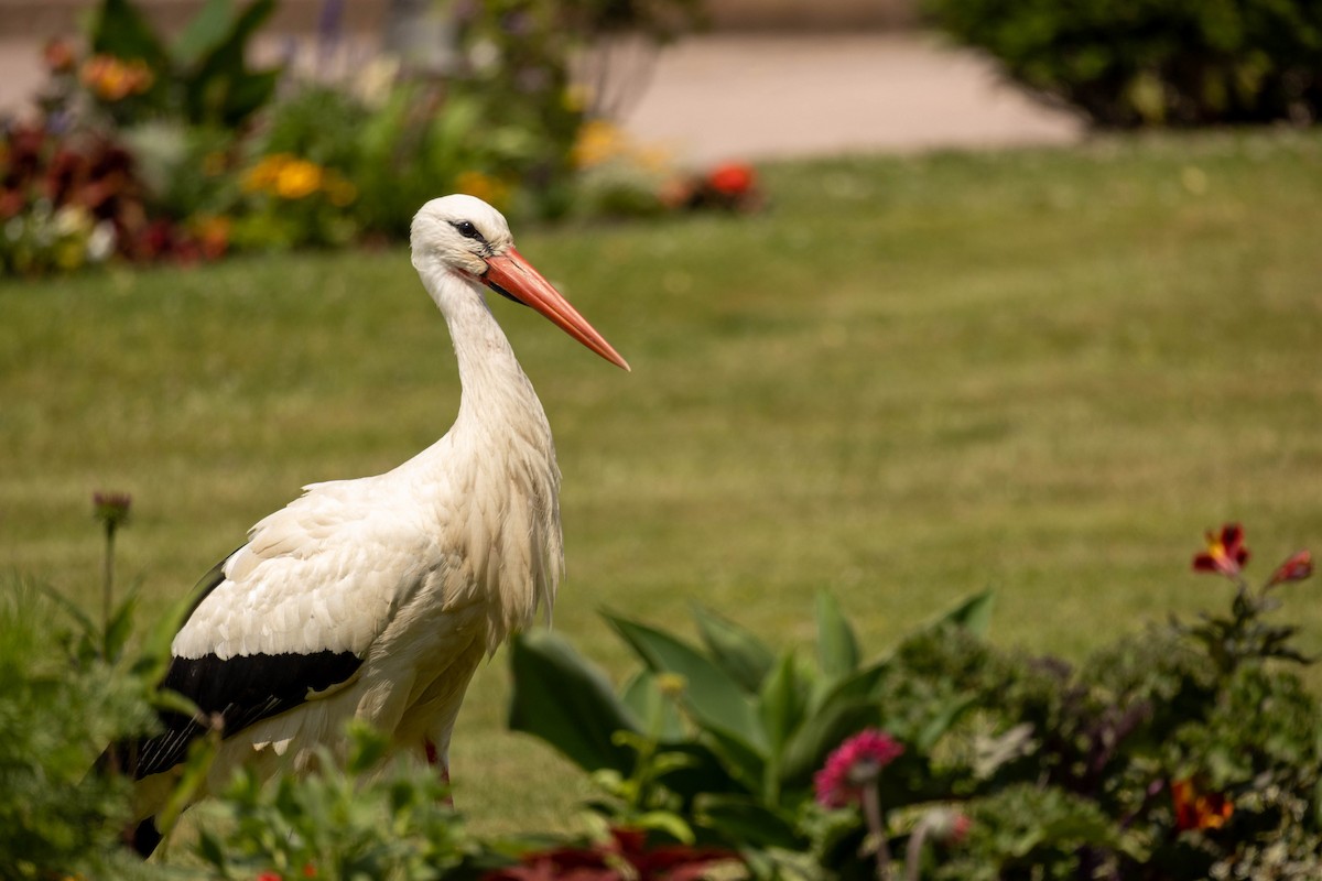 White Stork - ML614350476