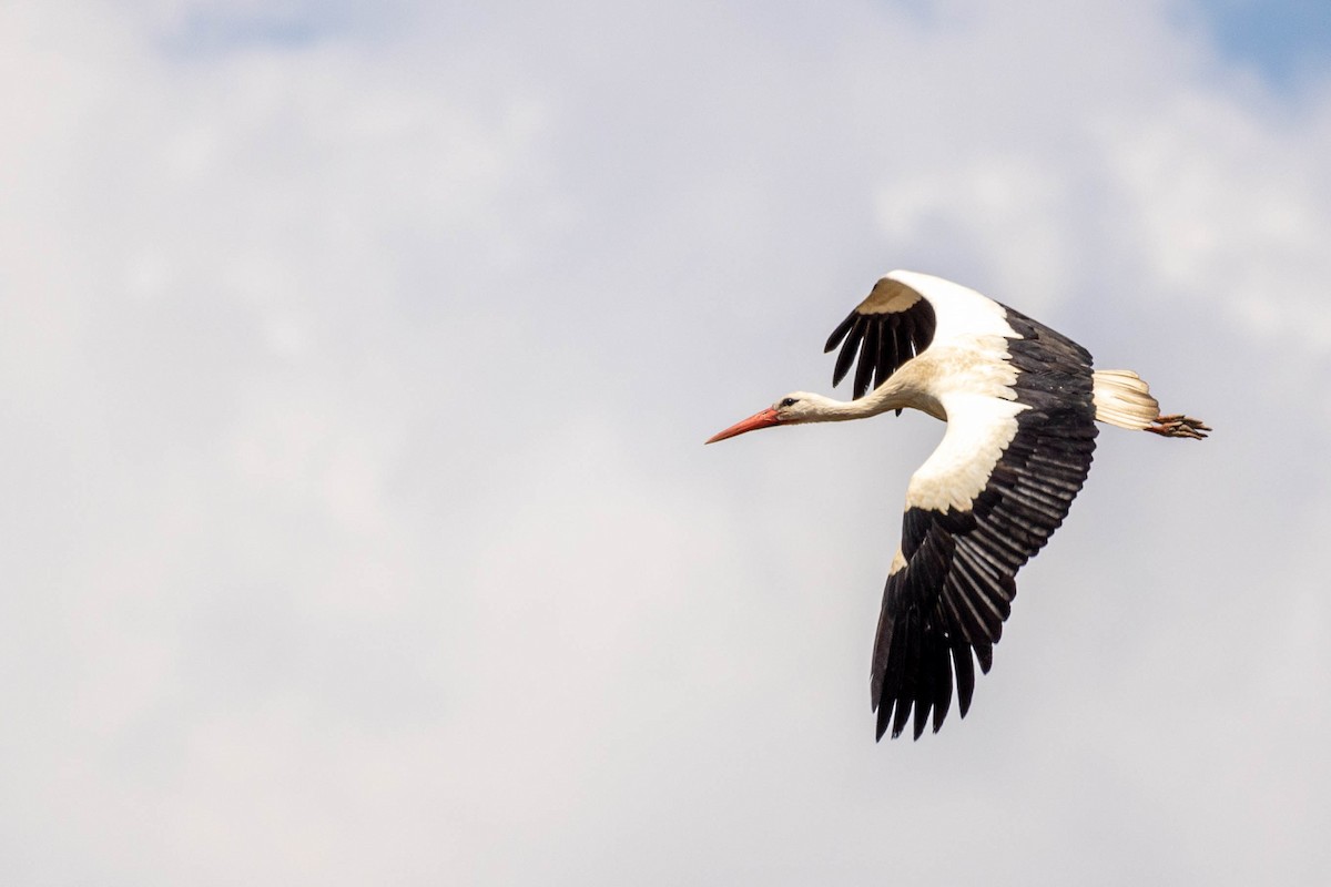 White Stork - ML614350478