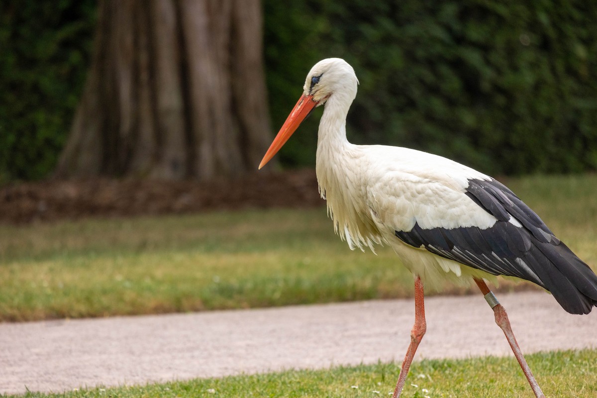 White Stork - ML614350479