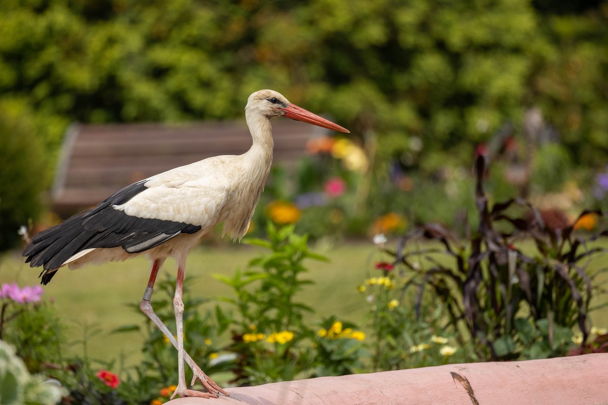 White Stork - ML614350480