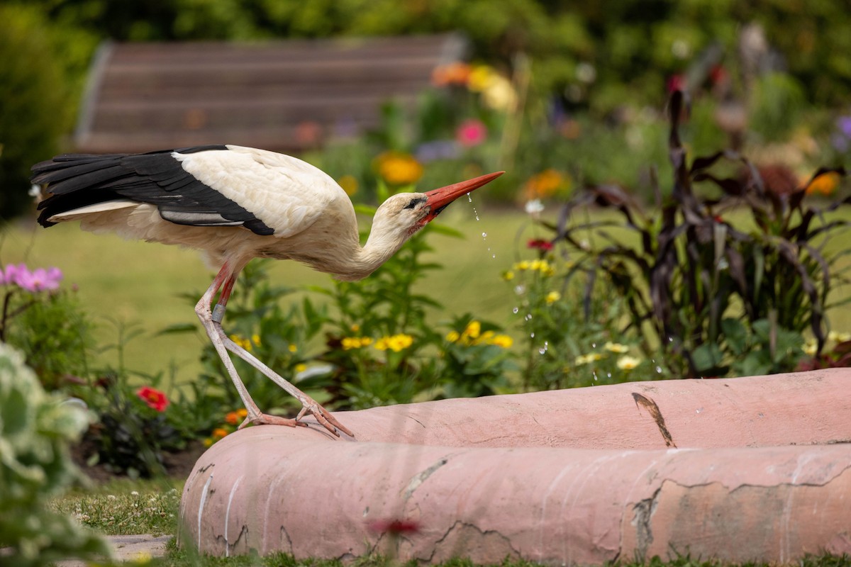 White Stork - ML614350481