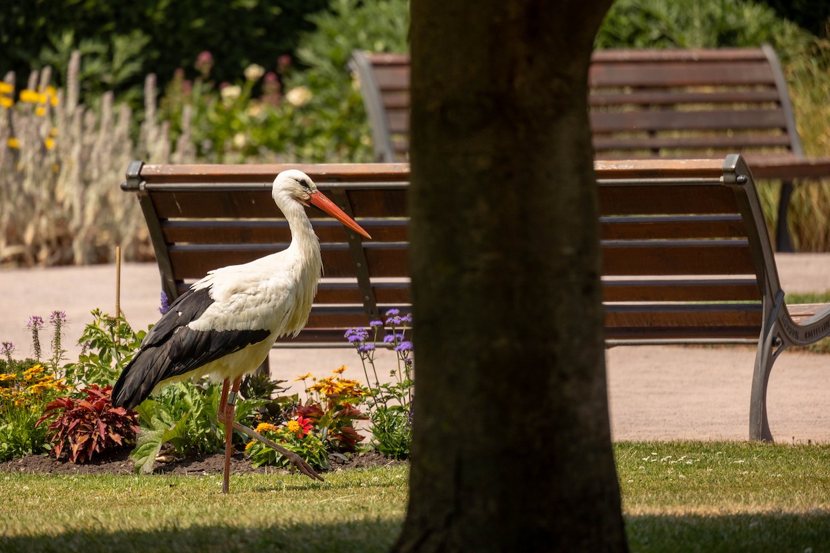 White Stork - ML614350482