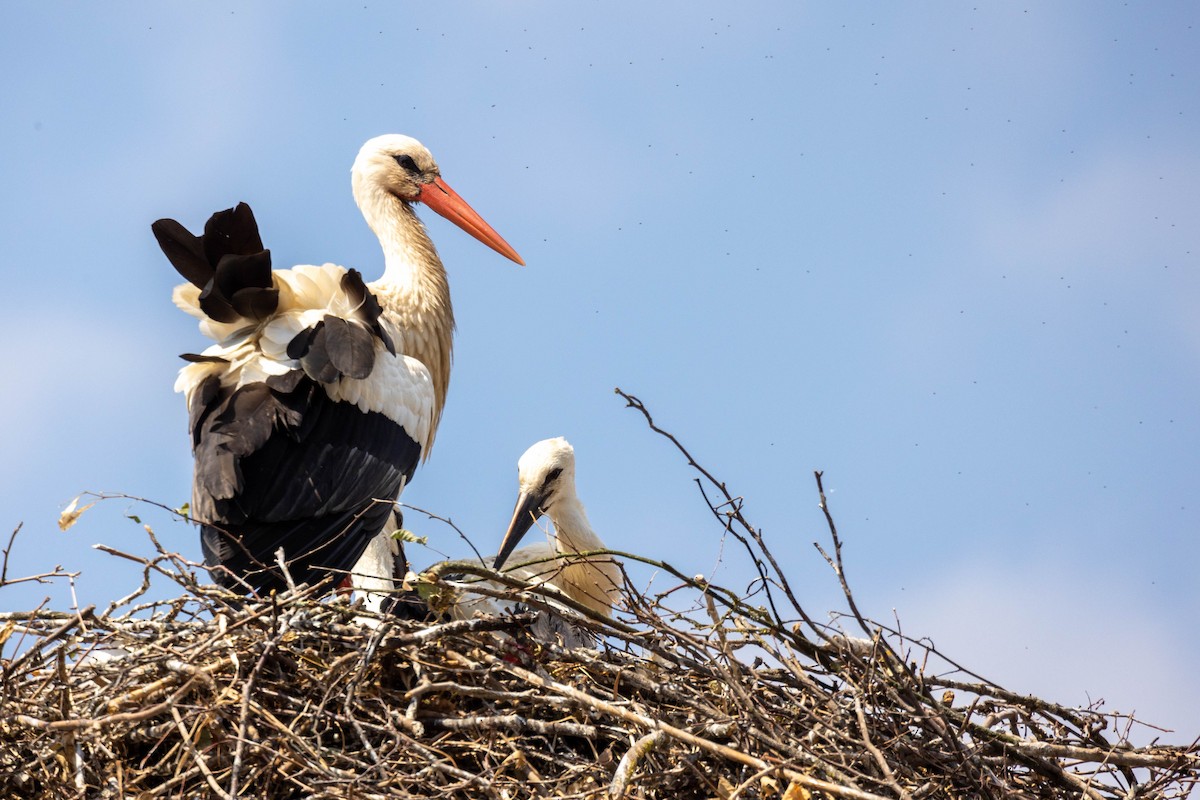 White Stork - ML614350483