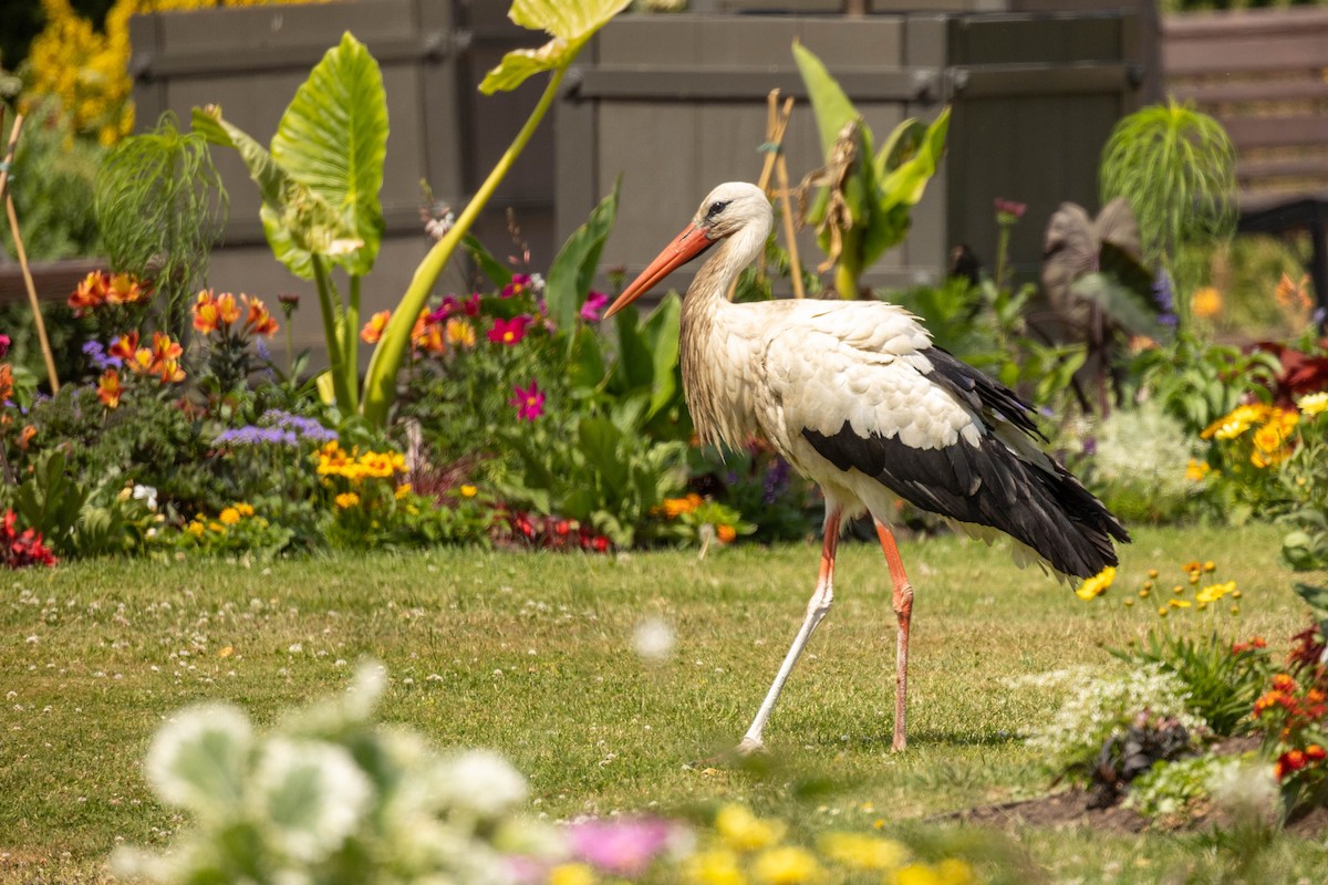 White Stork - ML614350484