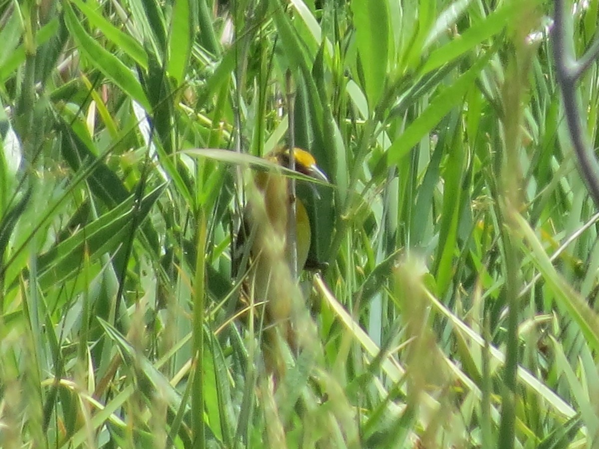 Oriole de Bullock - ML614350516