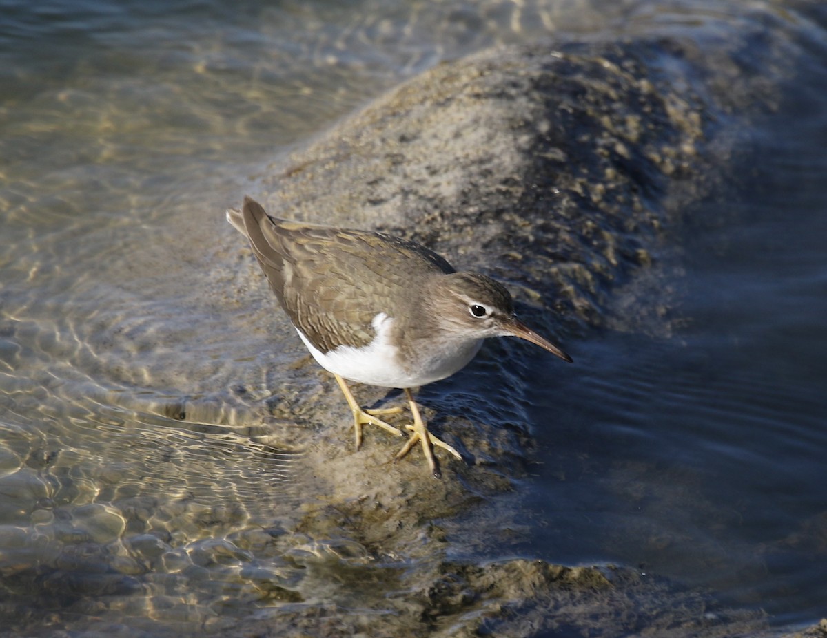 Spotted Sandpiper - ML614350531