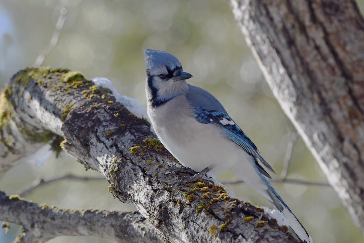 Blue Jay - ML614350551