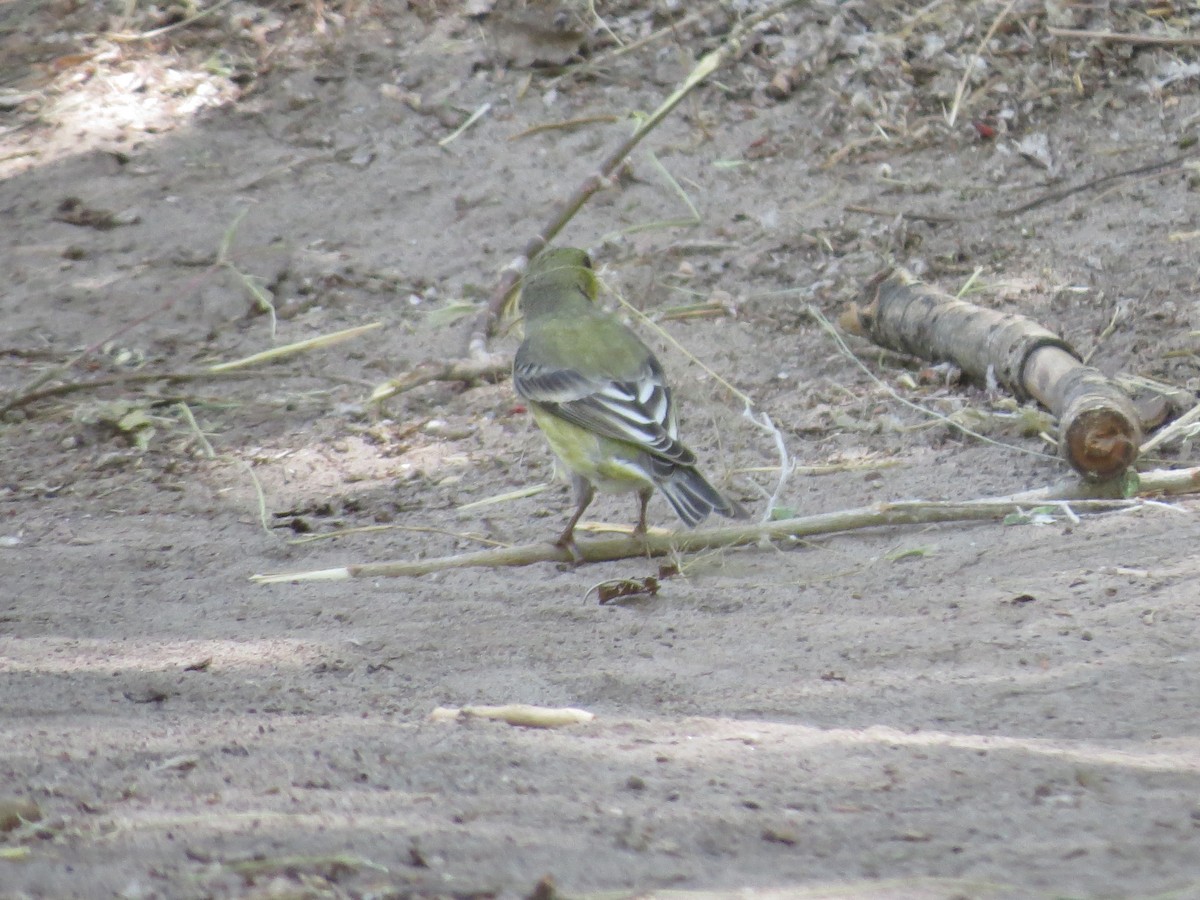 Lesser Goldfinch - ML614350566