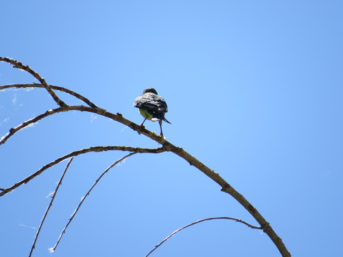 Lesser Goldfinch - ML614350573