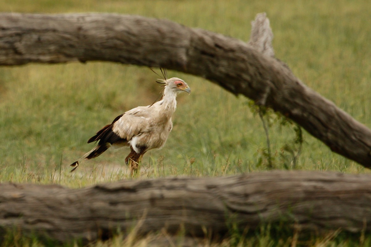 Secretarybird - Dan Ellison