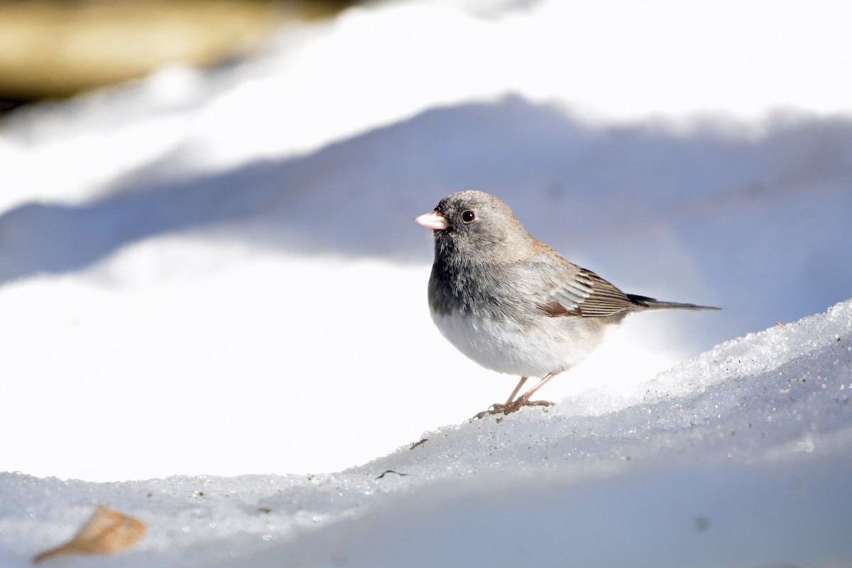 Dark-eyed Junco - Norma Van Alstine