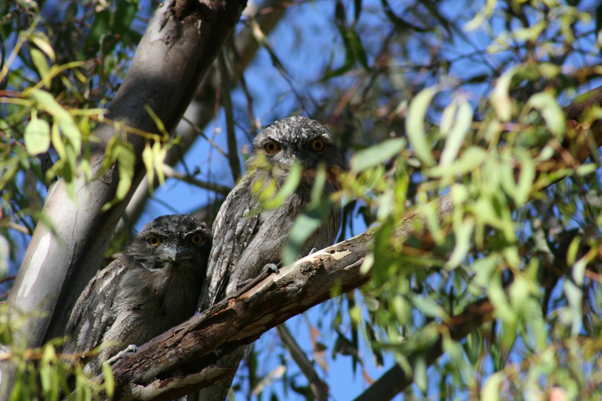 Tawny Frogmouth - ML614350594