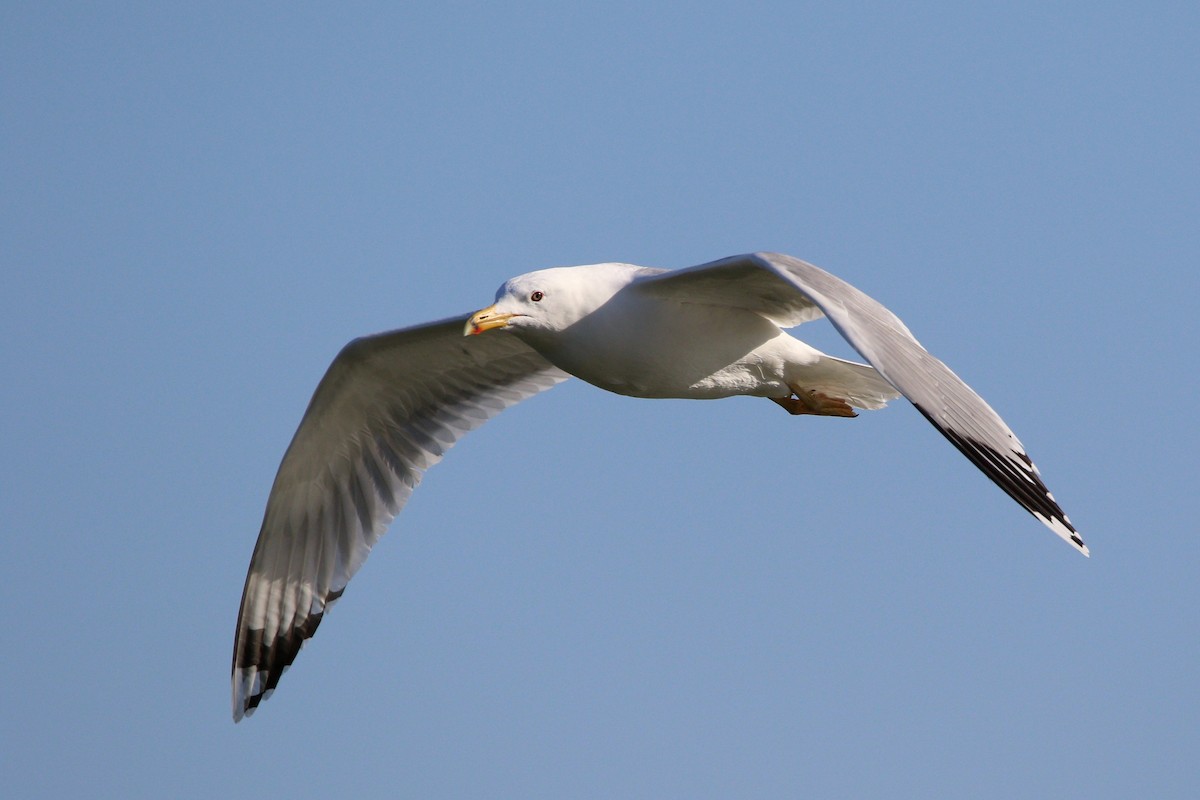 Caspian Gull - ML614350603