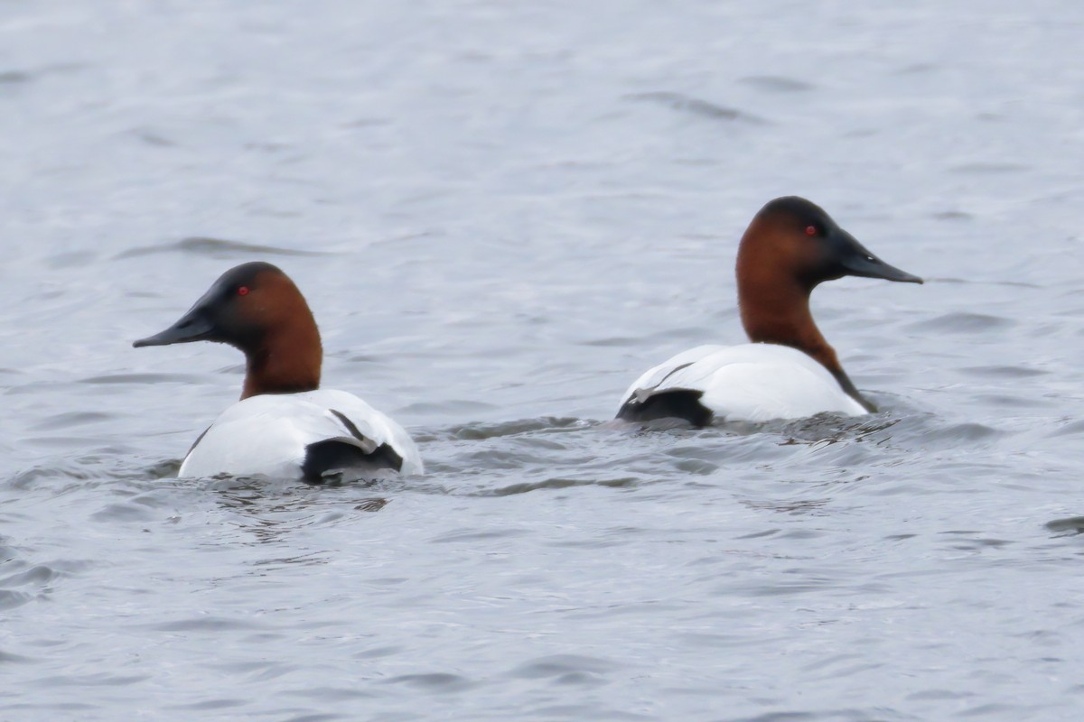 Canvasback - ML614350649