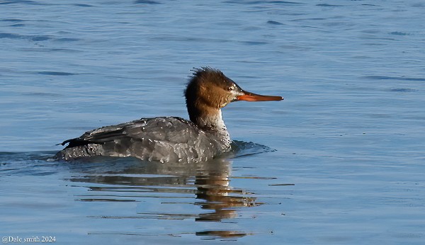 Red-breasted Merganser - ML614350689