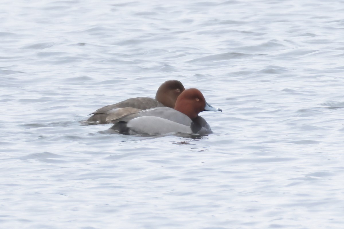 Redhead - ML614350690