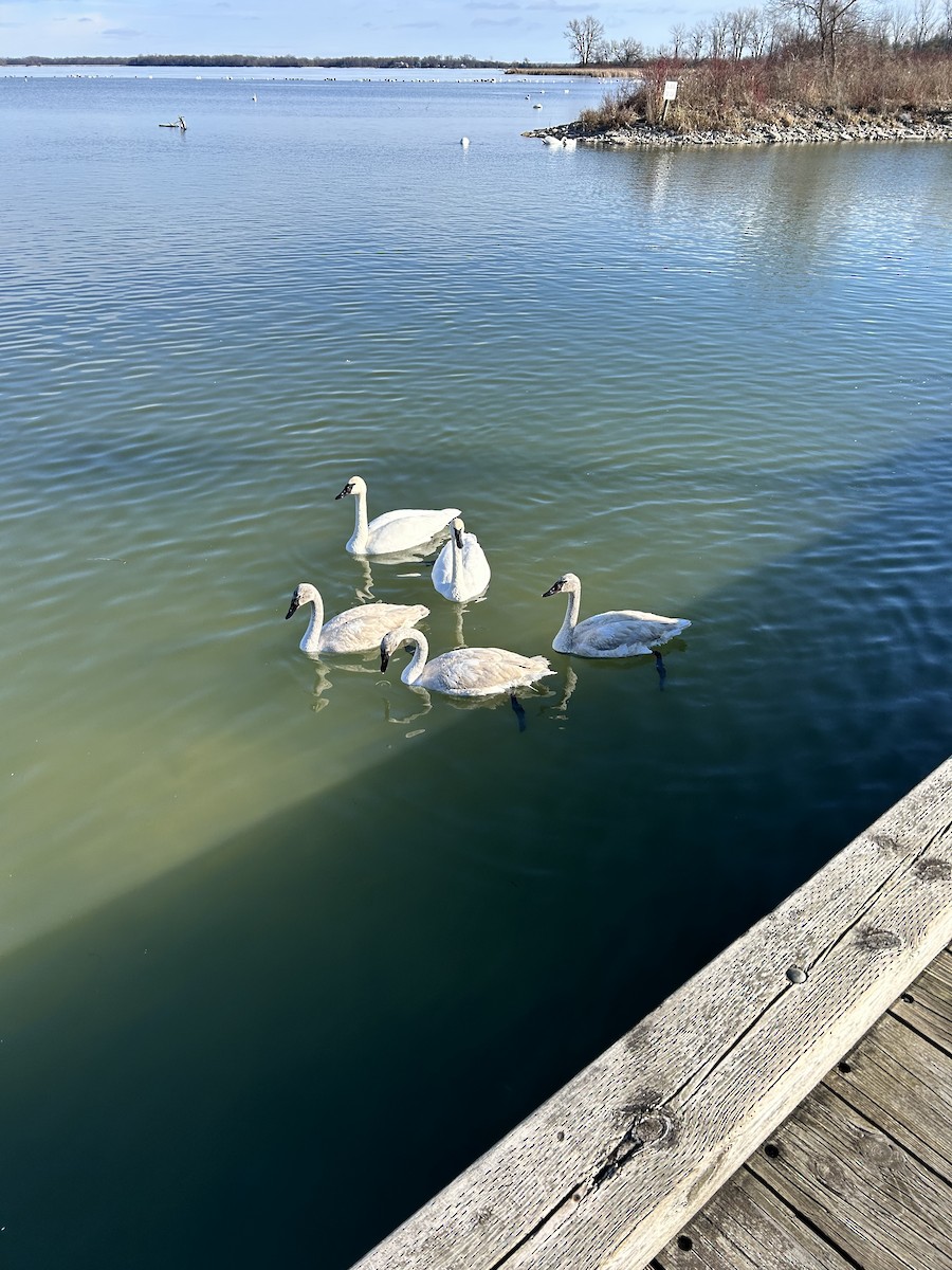 Trumpeter Swan - ML614350714