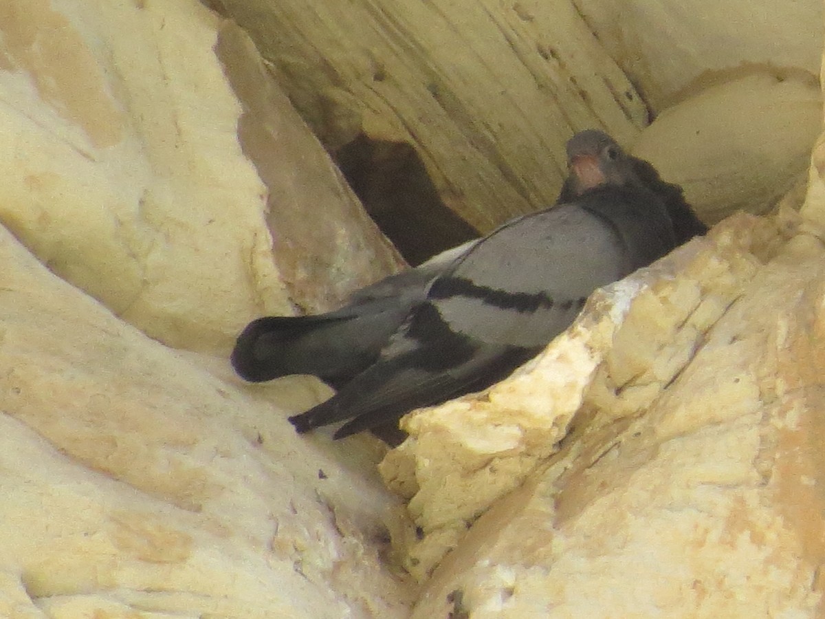 Rock Pigeon (Feral Pigeon) - ML614350745