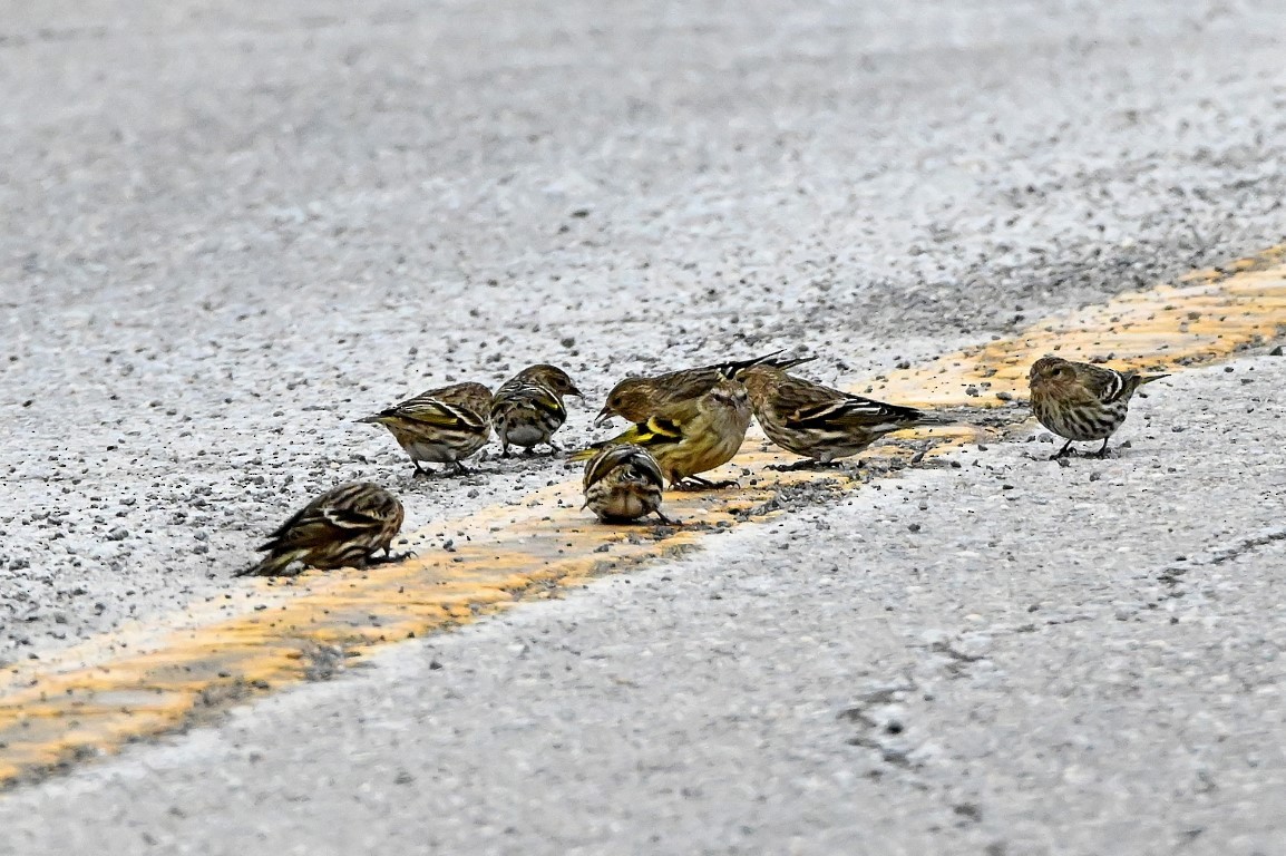 Pine Siskin - ML614350775