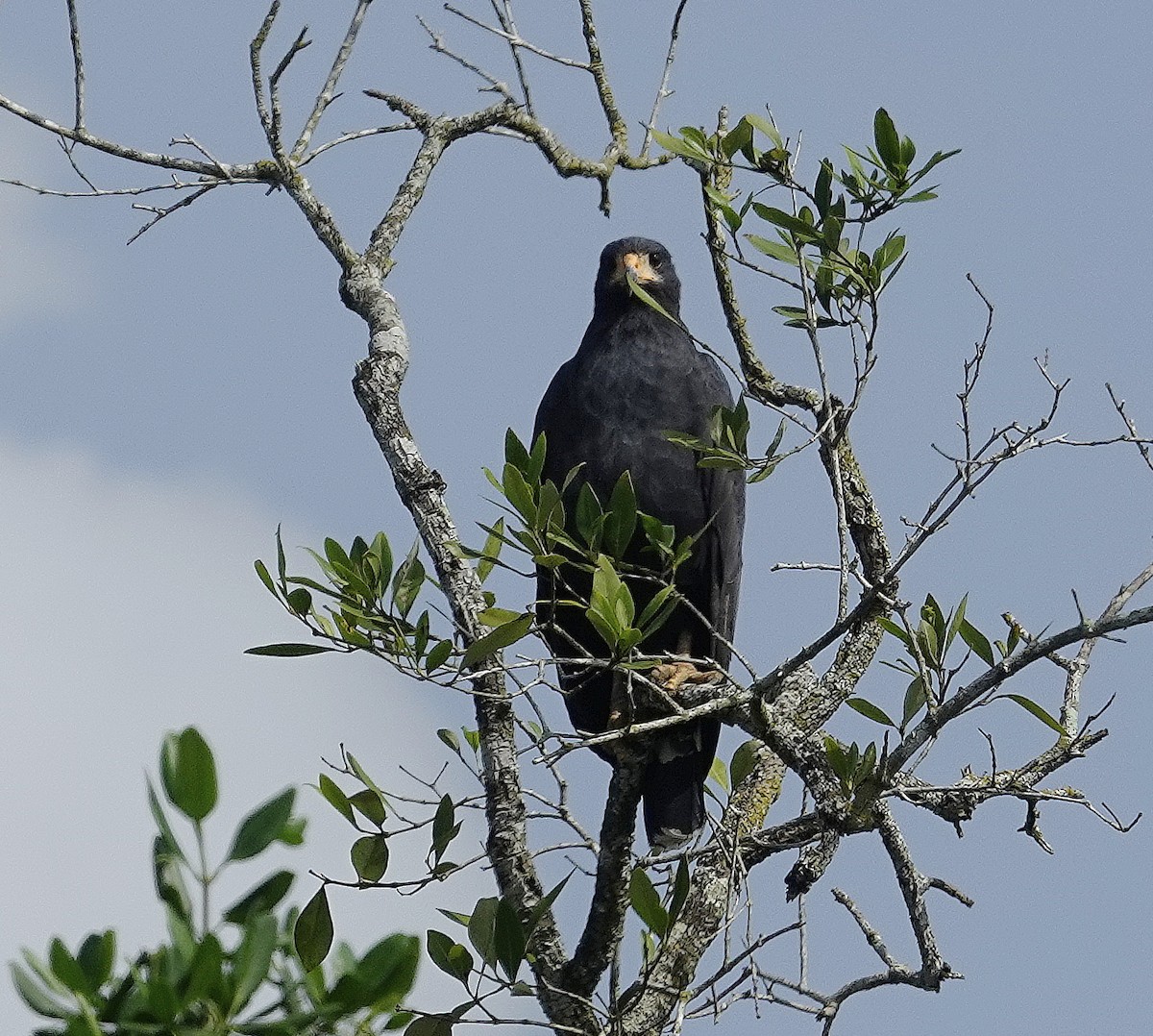 Common Black Hawk - Mary Eyman